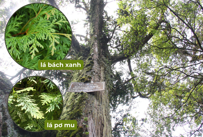 gỗ bách xanh là gỗ gì