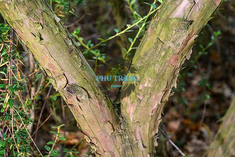 Cây gỗ đổi màu