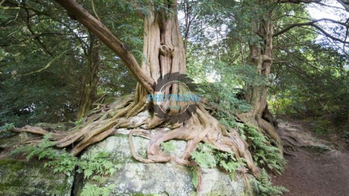 gỗ đổi màu là gì