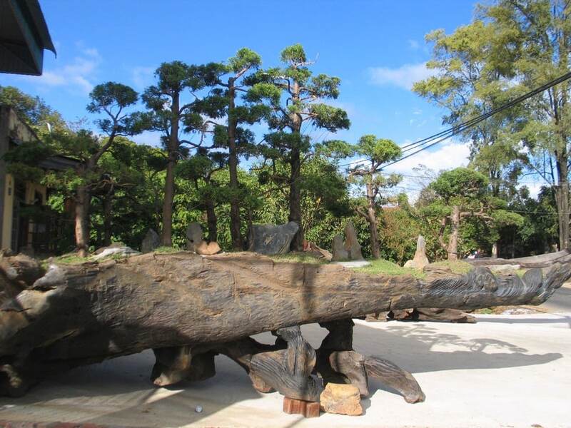 Gỗ lũa cảnh làm chậu trồng cây nghệ thuật