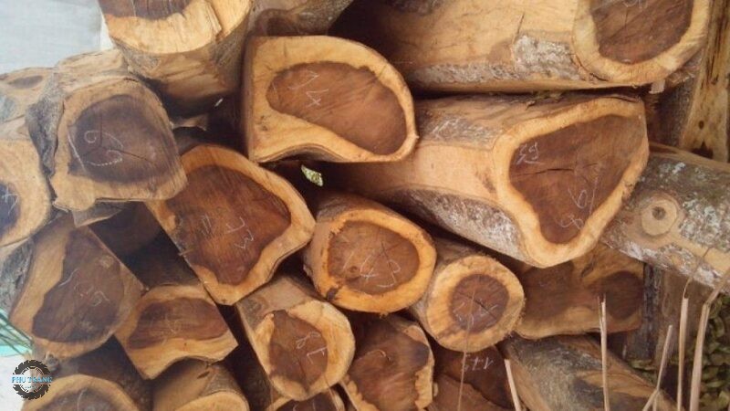 Đặc điểm gỗ muồng