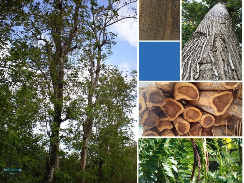 gỗ muồng thuộc nhóm mấy