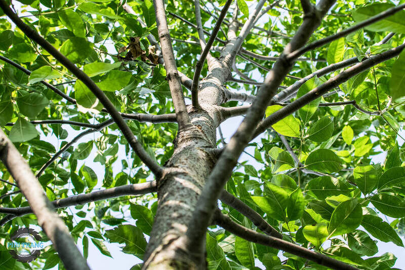 Cây gỗ tần bì bí ngô