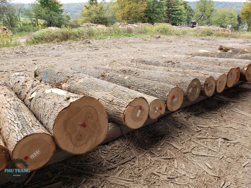 Gỗ tần bì có tốt không