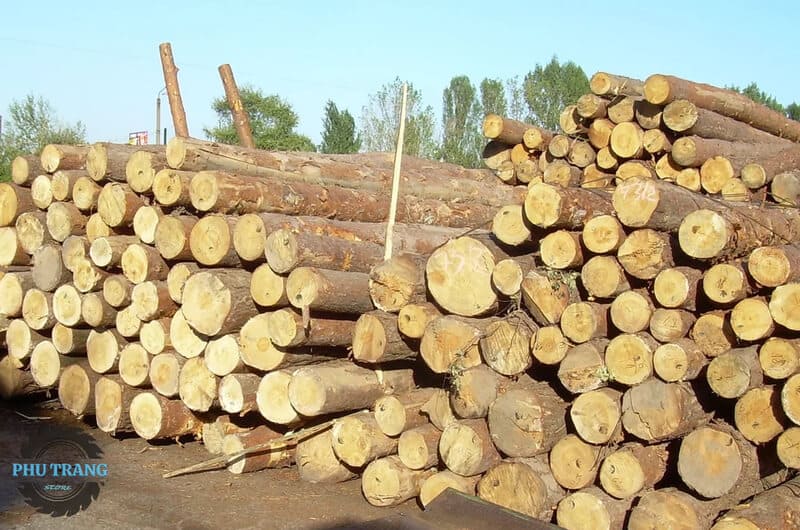 Gỗ thông Newzealand