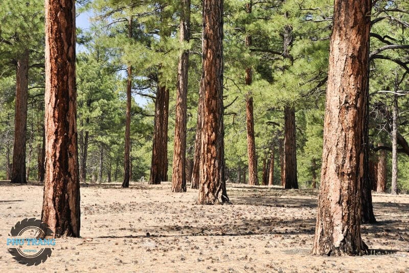 Đặc điểm hình thái cây gỗ thông