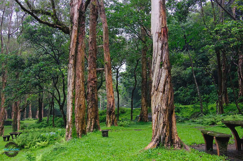 gỗ tràm là gỗ gì