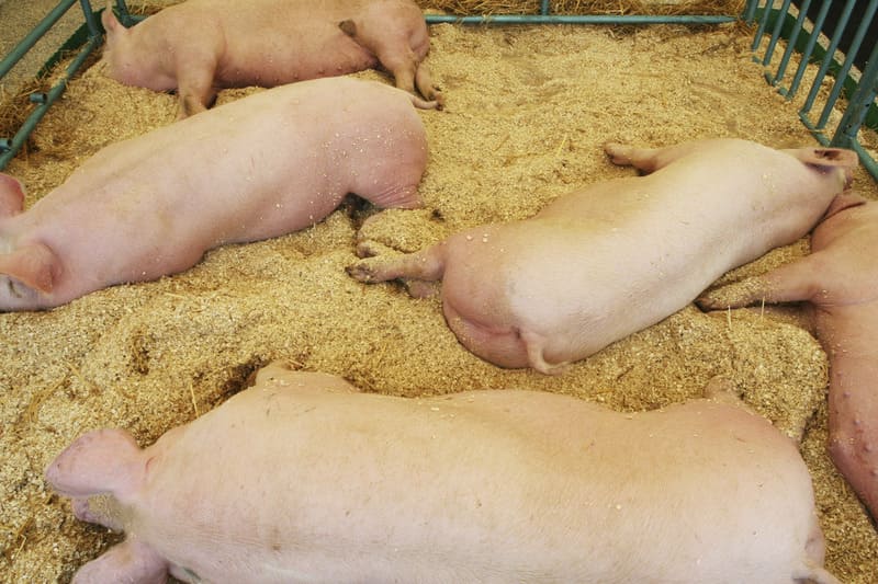 Mùn cưa làm vật liệu lót chuồng