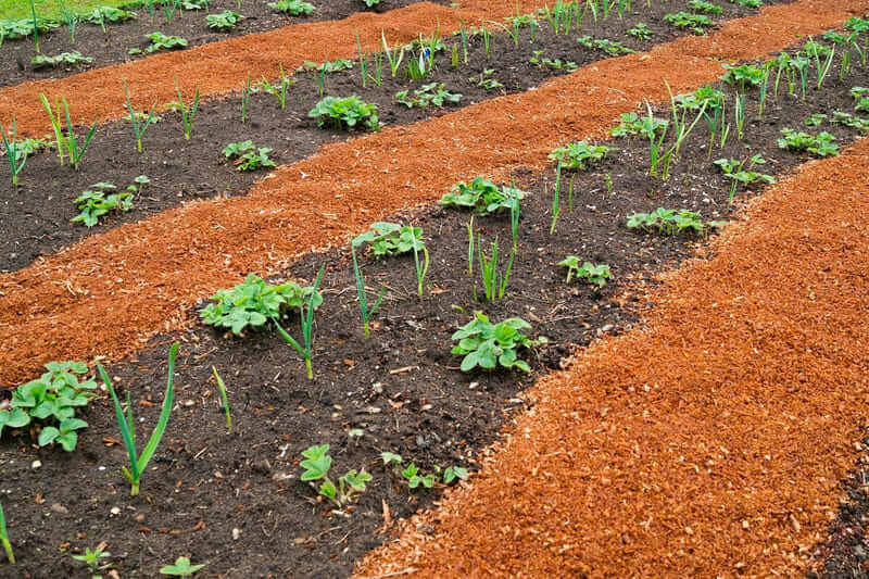 Sử dụng mùn cưa làm phân bón