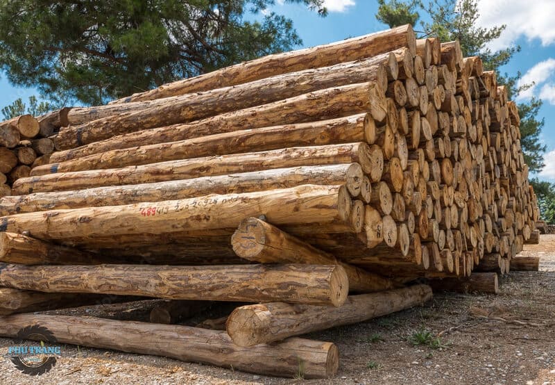 Gỗ thông nguyên liệu làm pallet gỗ thông