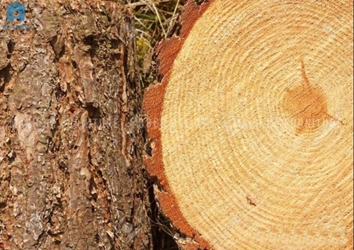 gỗ thông dầu gỗ thông dầu