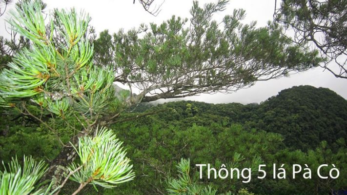 gỗ thông nàng