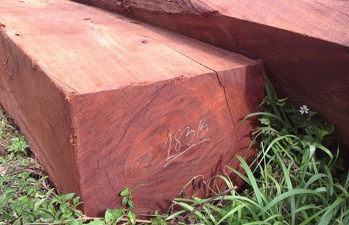 Giá gỗ thông đỏ