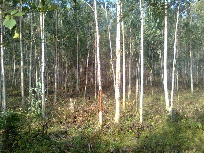 cây bạch đàn đỏ