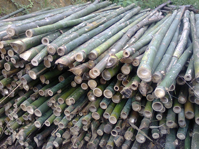 Phạm vi áp dụng biện pháp đóng cọc tre