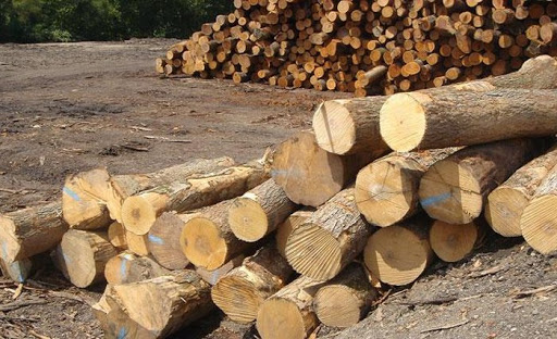 giá gỗ tràm bông vàng