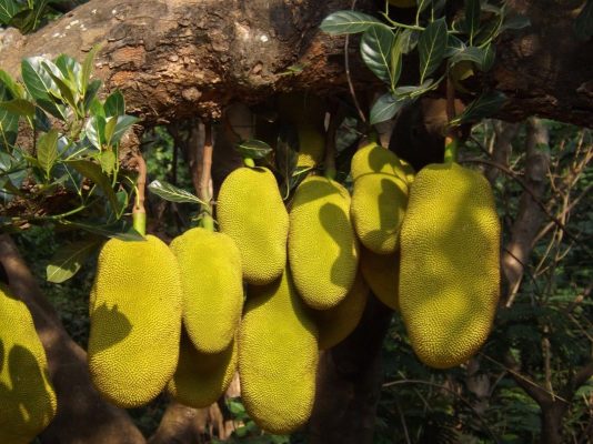 gỗ mít bao nhiêu một khối