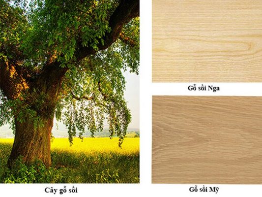 gỗ sồi nga là gì