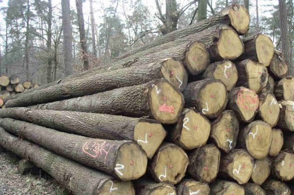 gỗ sồi nga là gì