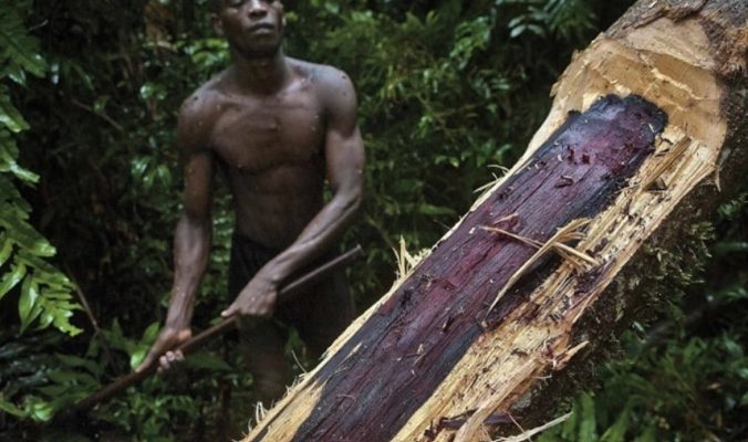 rosewood là gỗ gì