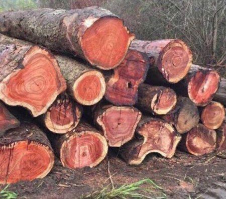 gỗ sơn huyết là gì