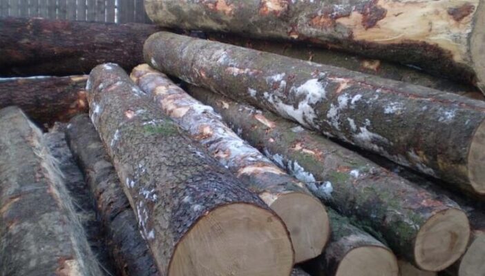 gỗ dẻ gai là gỗ gì