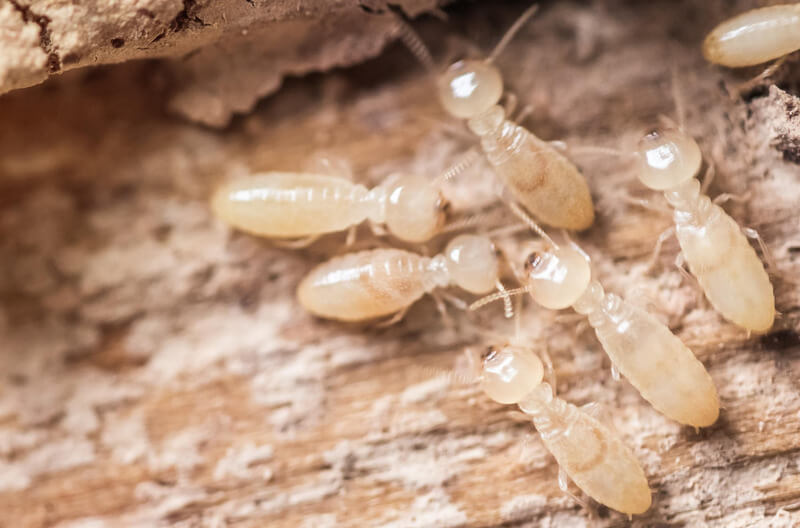 Mối mọt trong gỗ tự nhiên