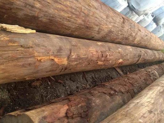 Gỗ sến là gỗ gì