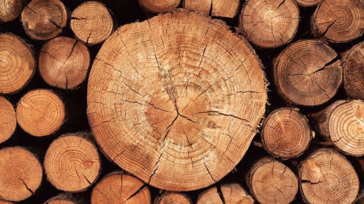 gỗ gù hương là gỗ gì