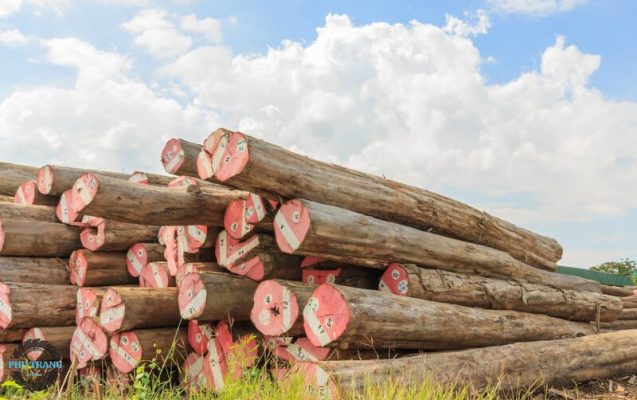 gỗ Hương Lào có tốt không