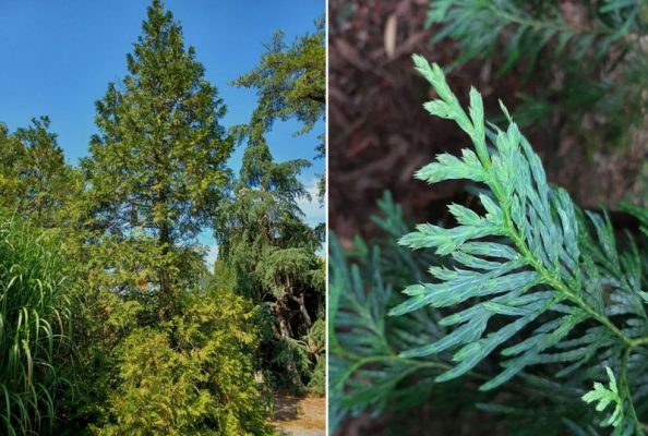 gỗ bách xanh là gỗ gì