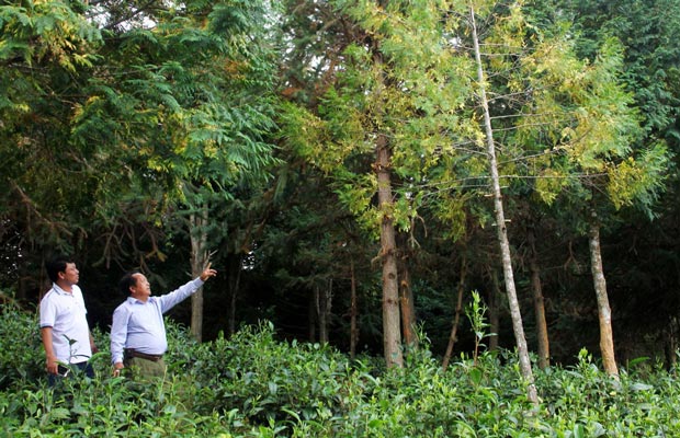 Rừng cây gỗ Pơ Mu